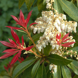 PIERIS-3
