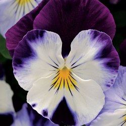 pansy_3