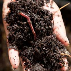 Vermicomposting_1