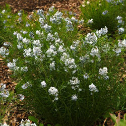 amsonia_1