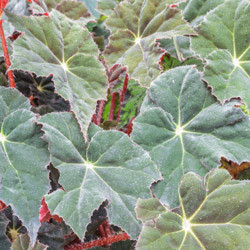 Rex Begonia