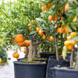 citrus_1