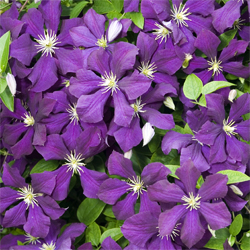 clematis_1