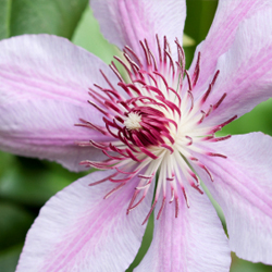 clematis_2