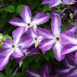 clematis_3