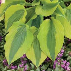 hosta_1