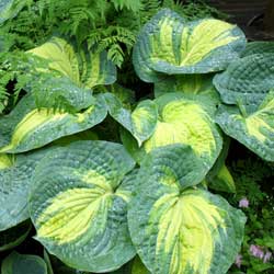 hosta_3