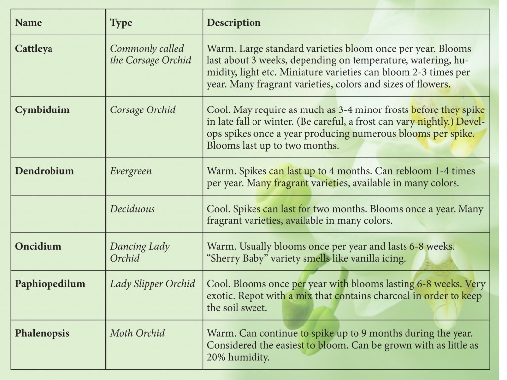 orchid-chart