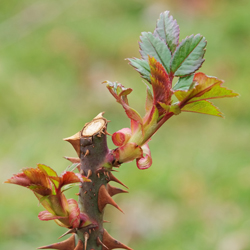 rose new budding