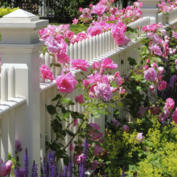 Garden Fence, Pink Roses