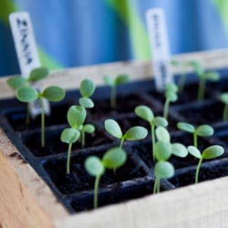 Seedling Box Tray in Greenhouse