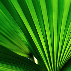 tropics-2
