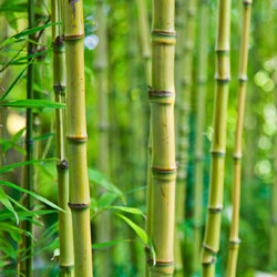 tropics-3