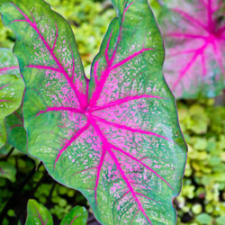 tropics-4