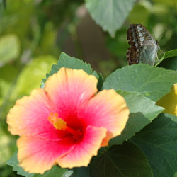 tropics-5
