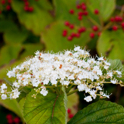 viburnum_2