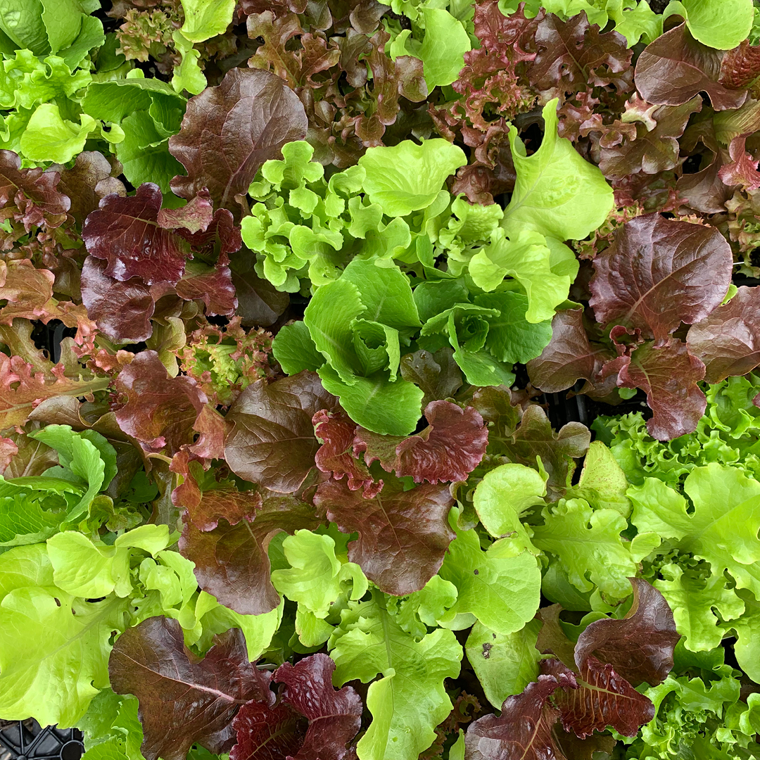 cold soil vegetable planting