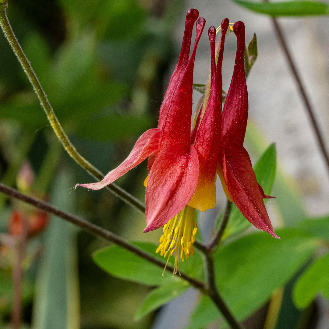early blooming native perennials