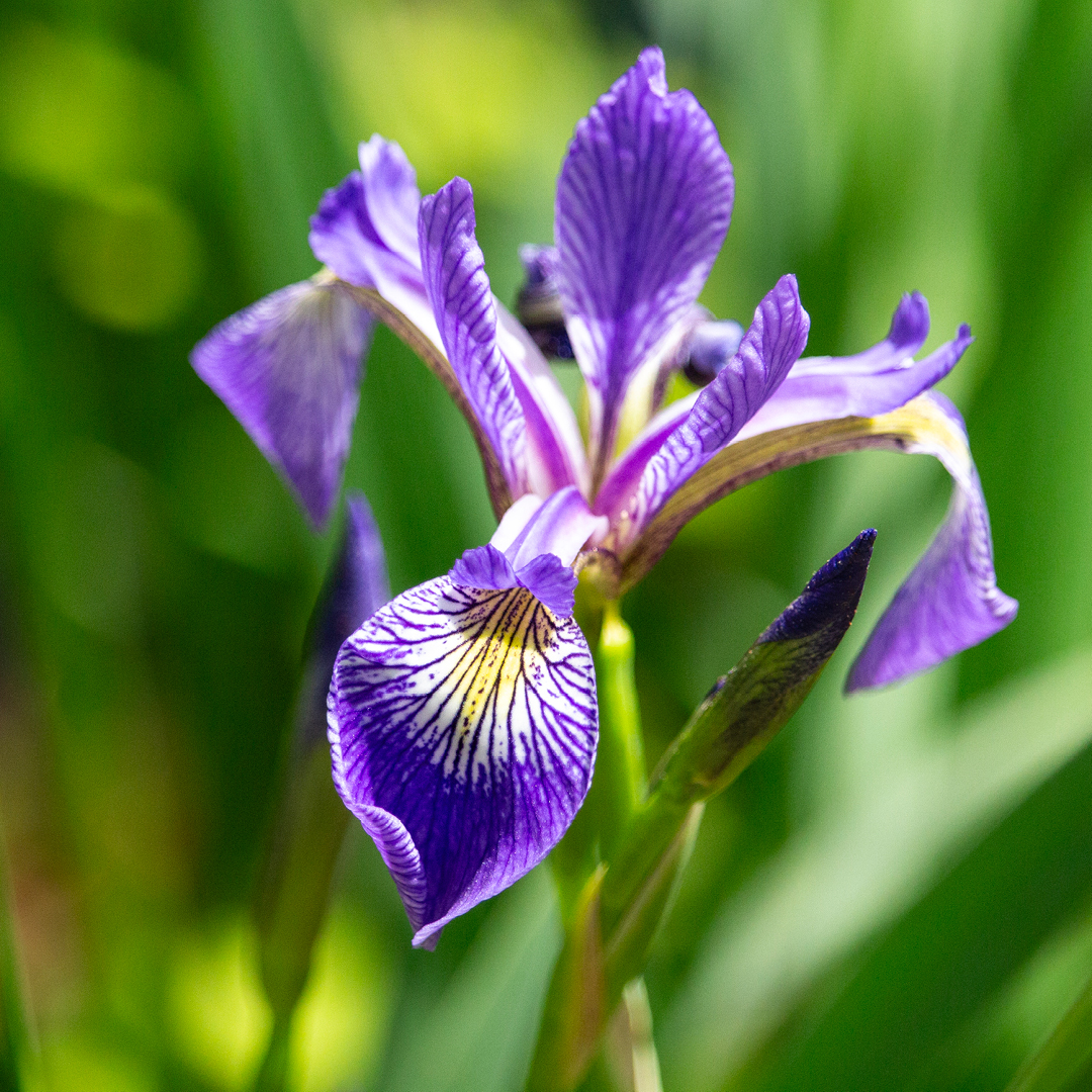 early spring flood-tolerant plants