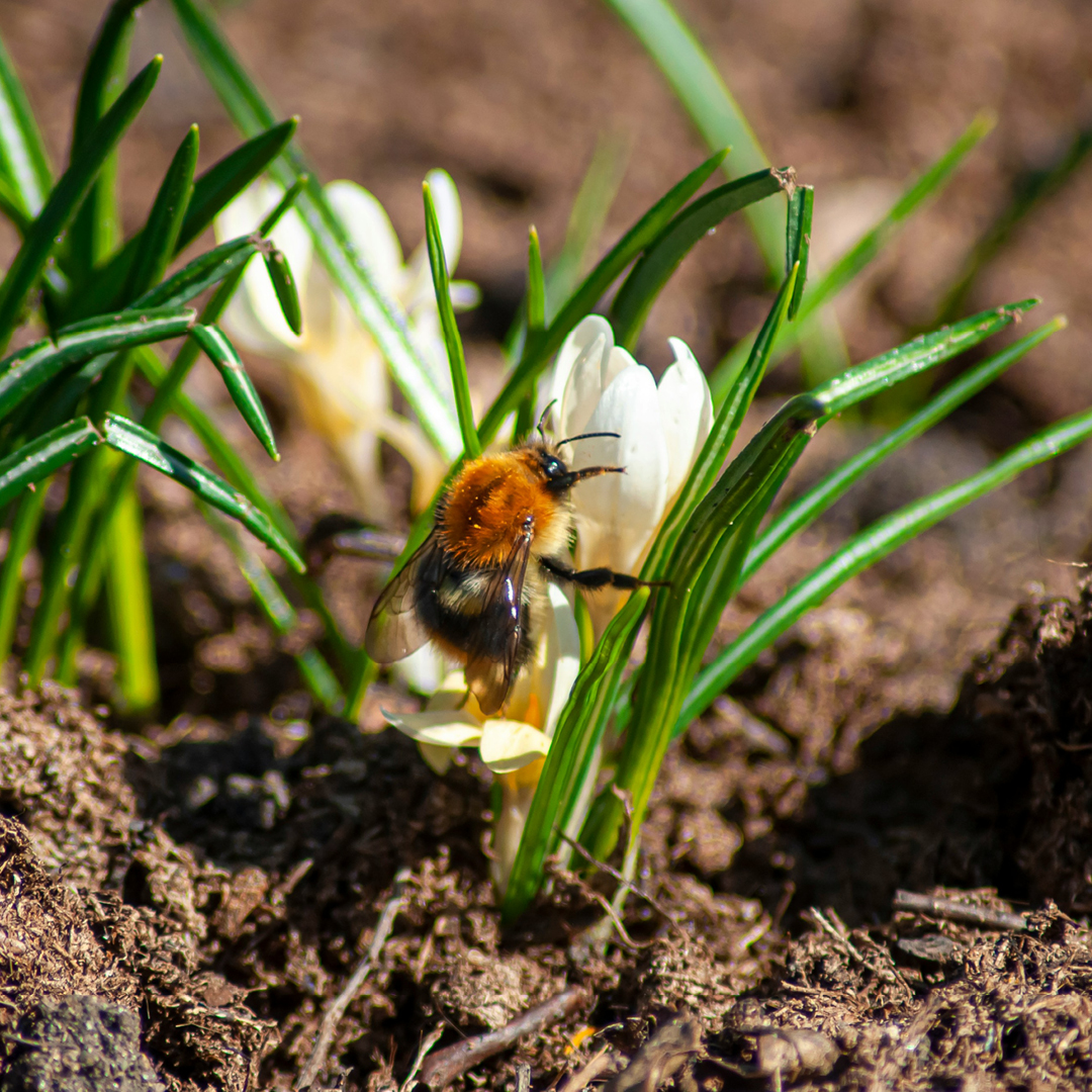 help queen bumblebees