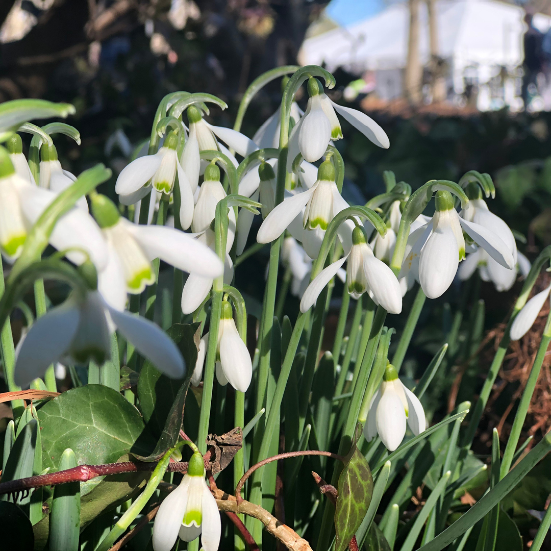 help queen bumblebees